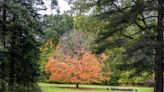 Take a fall color tour of Greater Lansing: No cars necessary