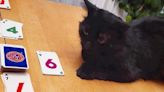 Bajo cero y con hambre: el milagroso rescate de un gato negro en Canadá