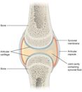 Synovial joint