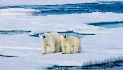 Gen Z and Alpha-ers are set to outlive polar bears, if we don’t act in time | Business Insider India