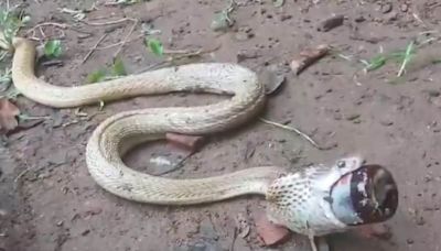 Watch: Cobra Swallows Cough Syrup Bottle In Odisha, How It Was Rescued