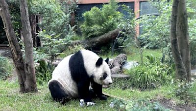 ¿Cuánto vivirá Xin Xin? Esta es la esperanza de vida de la última panda en México