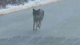 Man kills coyote with bare hands