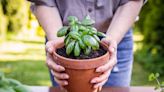 13 Herbs And Plants To Add To Your Garden That Help Repel Bugs