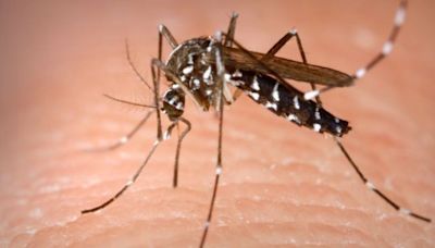 Increasingly hot temperatures assist in surge of Dengue Fever