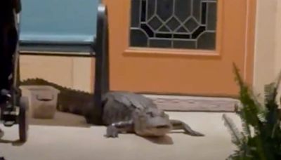 ’Don’t come out!' Viral video captures alligator paying visit to Florida neighborhood