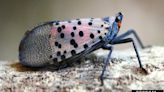 Mother Nature is fighting back against the invasive spotted lanternfly: UMD bug expert