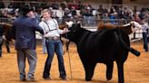 Winning bids for Fort Worth stock show champion steers have ballooned in 20 years