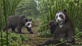 Study unravels mystery of how pandas became vegetarians around six million years ago