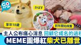 人氣MEME圖柴犬已離世享年18歲 狗狗幣急挫6%