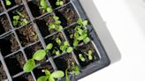 The 5 Best Spots in Your Home for Plant Starts