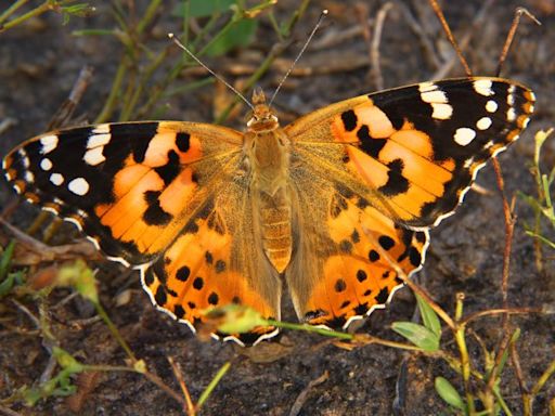 How a group of butterflies flew 2,600 miles across the Atlantic Ocean without stopping