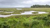 Poole Harbour oil spill may have ‘devastating’ impact on local nature reserves