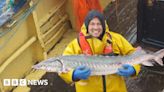 Skipper catches 'royal fish' sturgeon in Devon waters