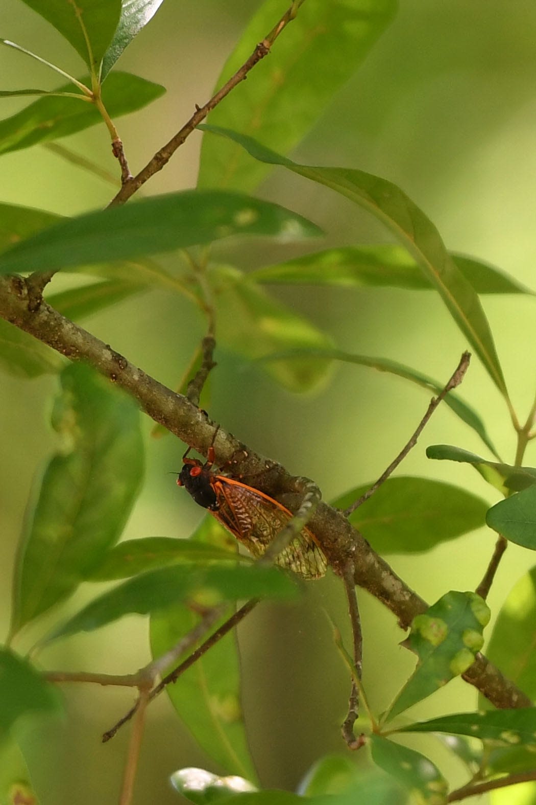More ants and a drug-filled fungus: Things could get weird as cicadas emerge this spring