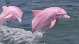 Pink Dolphin Mystery: AI or Real? Social media abuzz | Today News