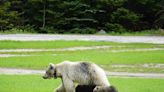 After highway death of a beloved bear in B.C., experts look for lessons