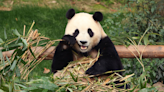 San Francisco Zoo to receive giant pandas from China, Mayor Breed announces