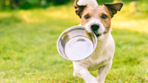 Veterinarian Swears by $1 Food Hack to Help Dogs Live Longer