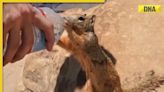 Man feeds water to thirsty squirrel in viral video, internet hearts it