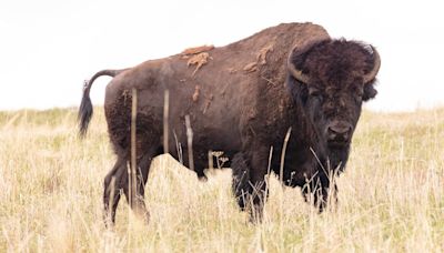 83-year-old woman gored by bison at Yellowstone National Park