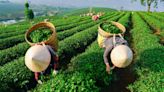 Tea prices are boiling over. Why?