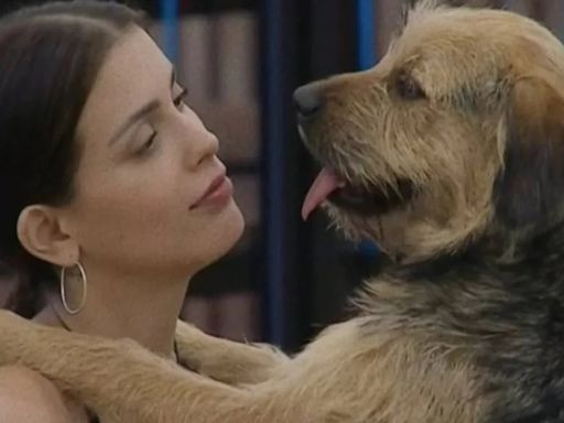 Qué fue de la vida de Bigote, el perro argentino que entró a Gran Hermano Chile y enamoró a la ganadora