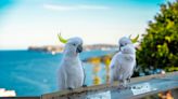 Cuántos años viven los loros