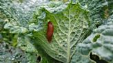 Eliminate snail and slugs from garden with little-known method that acts fast