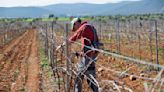 Ciudad Real: El Gobierno de España destina 5,1 millones al fomento del empleo agrario