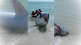 Dramatic moment beachgoers pull stranded shark back to sea