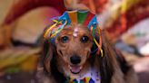 Dogs in glittery costumes parade in Rio de Janeiro as pet lovers kick off Carnival