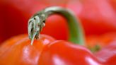 Tips for growing the perfect pepper in your home garden