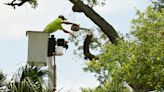 Brevard County begins cutting back Rockledge Drive oaks despite outcry from residents