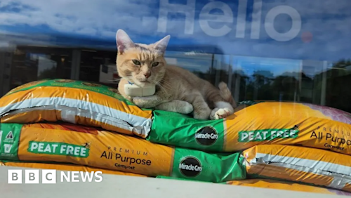 Supermarket cat ignores Hornsea Tesco ban