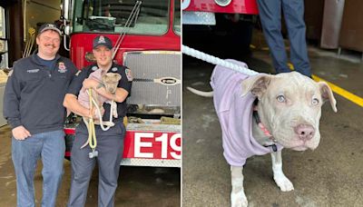 N.Y. Dog Who Lost Her Leg in a Car Accident Is Adopted by Her Firefighter Hero