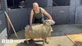 Sheep-shearing shortage identified in Jersey