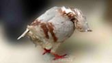 脖子扭曲歪折！英國大量鴿子疑染怪病 「殭屍化」畫面曝