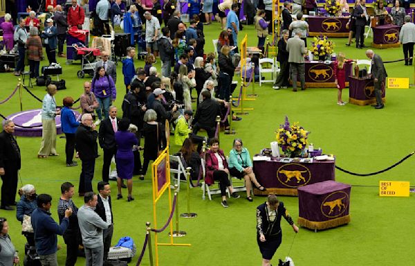 Mixed-breed dog wins Westminster's agility competition for first time