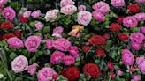 Tips to follow if roses keep dying – one prevents root rot or fungal disease