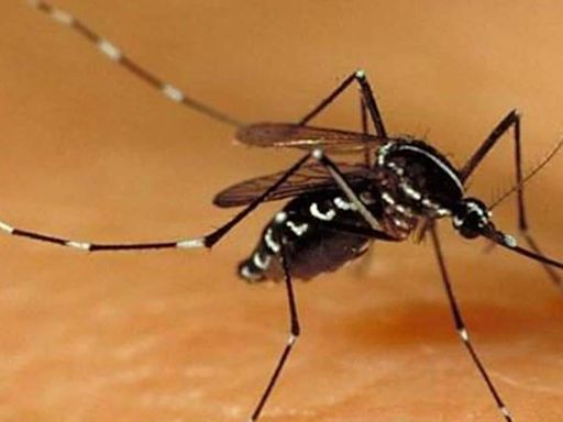 Pune reports third case of Zika virus, 13 samples sent to NIV for testing