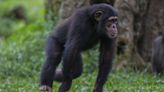 Swedish Zoo Shoots and Kills Chimps After Animals Escape Exhibit: 'We Take Full Responsibility'