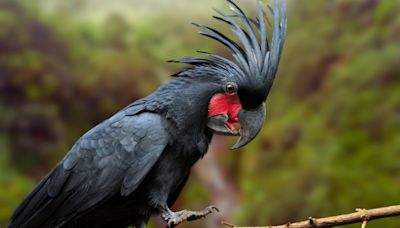 Screaming’ Hungry Baby Black Palm Cockatoo at San Diego Zoo Is Making Everybody Smile