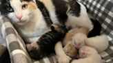 Foster moms of kittens share updates on their felines