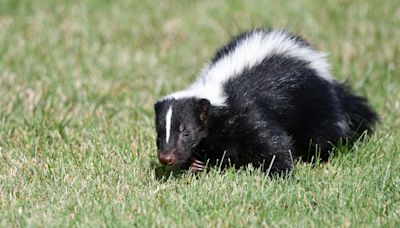 Rabid skunk found in Sacramento County, officials say