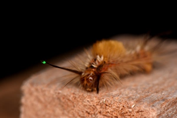 Caterpillars can detect their predators by the static electricity they emit | Newswise: News for Journalists