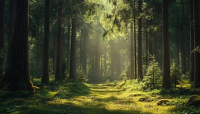 Extraño hallazgo en un bosque de Escocia: encontraron una casa abandonada que estaba repleta de juguetes antiguos