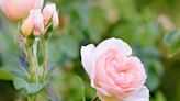 How to Grow Roses from Cuttings Off Your Favorite Bushes