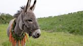 Cannes Donkey Film Sensation ‘EO’ Unveils Trailer, Director Jerzy Skolimowski Explains His Beloved Animal Hero (EXCLUSIVE)