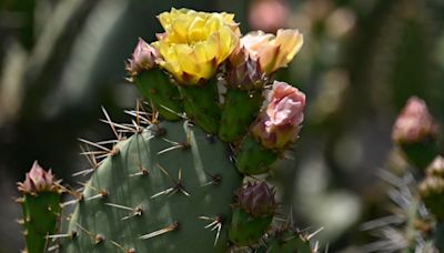 Outdoor party (of course) celebrates expansion of San Gabriel Mountains National Monument